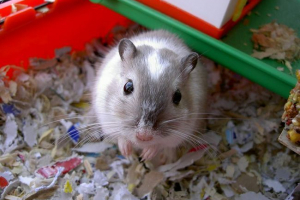 Zaleca się nakarmić piasek? Zaleca się nakarmić piasek?